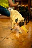 Mutt Mixer 08-24-2010-17