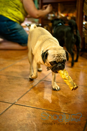Mutt Mixer 08-24-2010-17