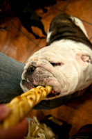Mutt Mixer 08-24-2010-12