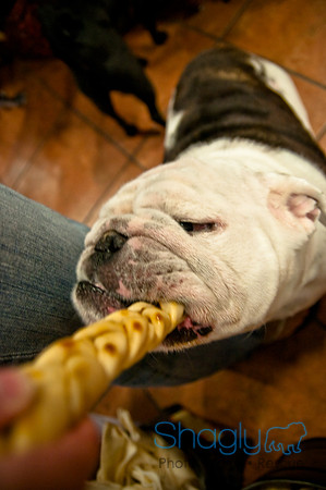 Mutt Mixer 08-24-2010-12