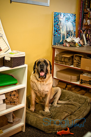 Mutt Mixer 08-24-2010-25