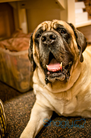 Mutt Mixer 08-24-2010-45