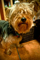 Mutt Mixer 08-24-2010-7