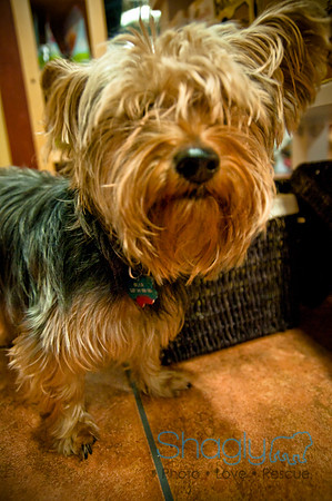 Mutt Mixer 08-24-2010-7