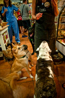 Mutt Mixer 08-24-2010-13