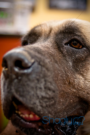 Mutt Mixer 08-24-2010-76
