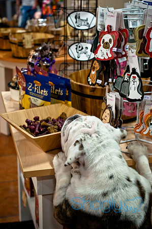 Mutt Mixer 08-24-2010-62