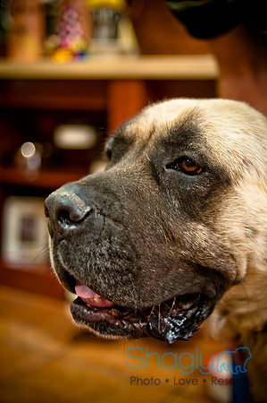 Mutt Mixer 08-24-2010-74