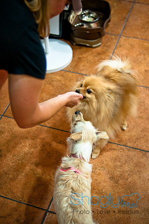 Mutt Mixer 08-24-2010-22