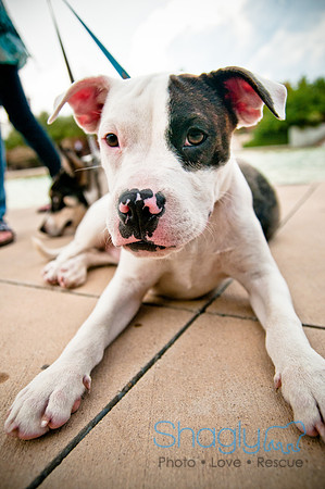 The Therapy Dogs-116