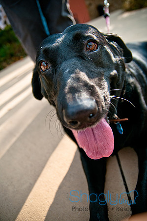The Therapy Dogs-143