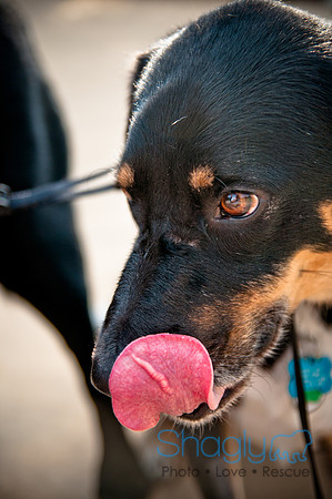 The Therapy Dogs-137
