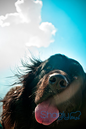 The Therapy Dogs-42