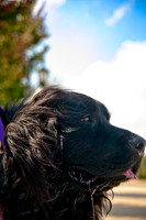 The Therapy Dogs-3