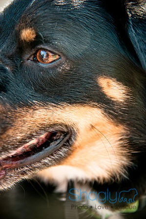 The Therapy Dogs-141