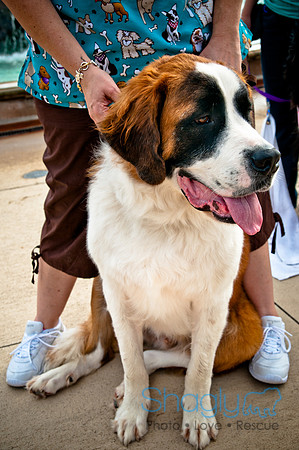 The Therapy Dogs-65