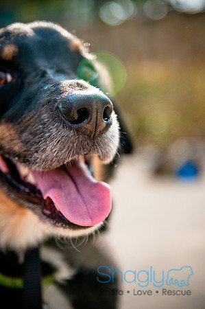 The Therapy Dogs-136