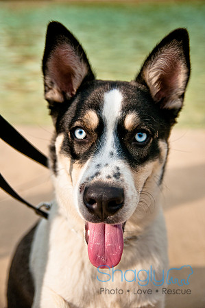 The Therapy Dogs-128