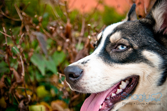The Therapy Dogs-181