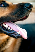 The Therapy Dogs-5