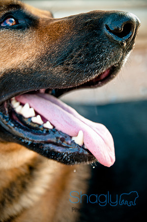 The Therapy Dogs-5
