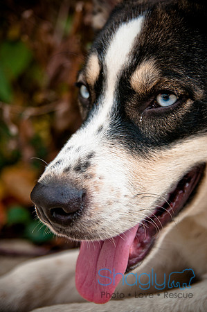 The Therapy Dogs-182