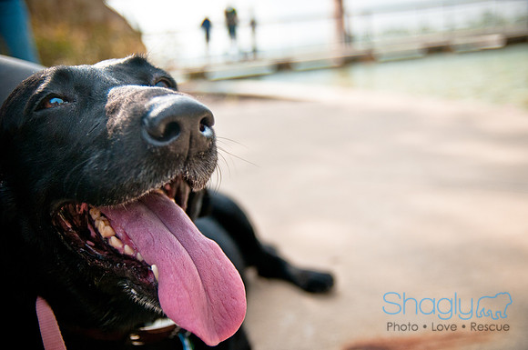 The Therapy Dogs-155