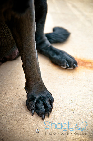 The Therapy Dogs-151