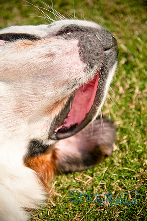 The Therapy Dogs-21