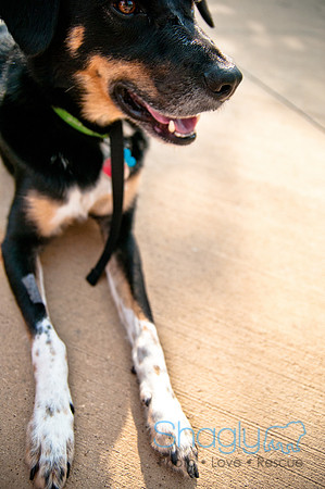 The Therapy Dogs-139