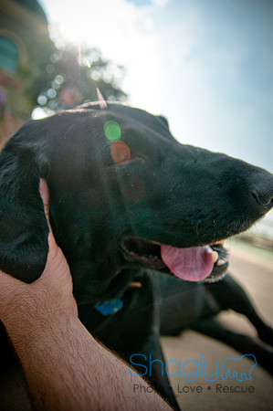 The Therapy Dogs-162