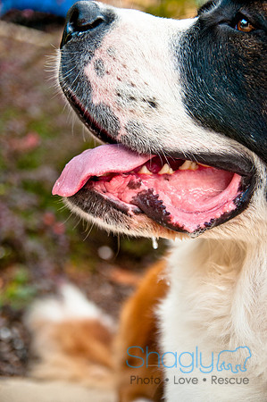The Therapy Dogs-109