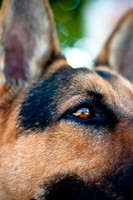 The Therapy Dogs-1