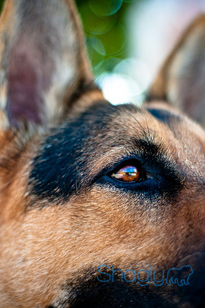 The Therapy Dogs-1