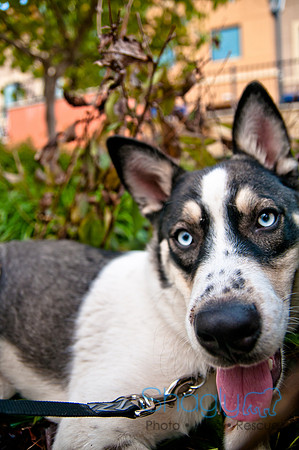 The Therapy Dogs-201