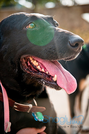 The Therapy Dogs-147