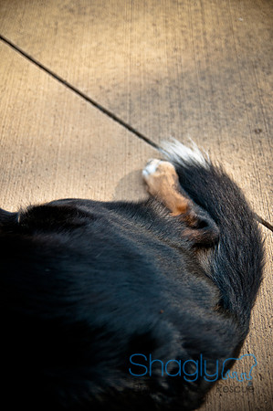 The Therapy Dogs-167