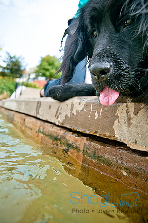 The Therapy Dogs-125