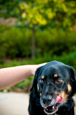 The Therapy Dogs-168