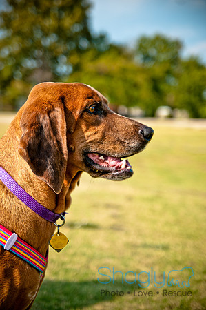 The Therapy Dogs-29