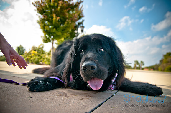 The Therapy Dogs-10