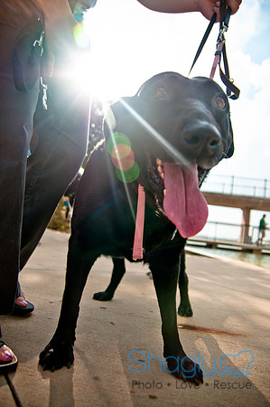 The Therapy Dogs-144