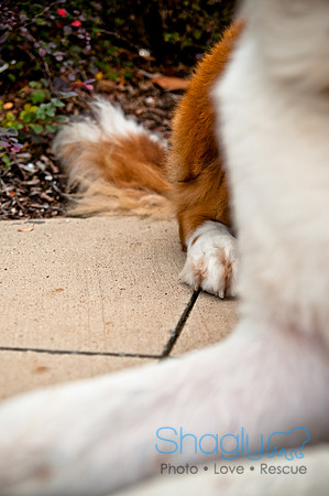 The Therapy Dogs-108