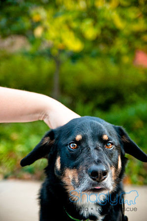 The Therapy Dogs-170