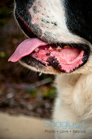 The Therapy Dogs-107