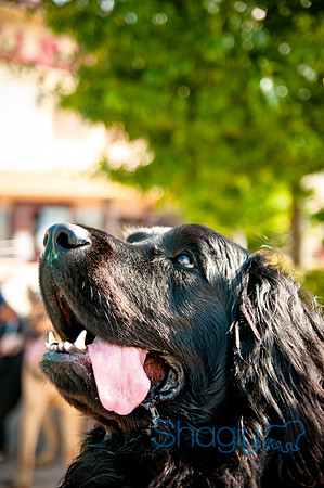 The Therapy Dogs-15
