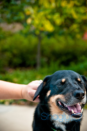 The Therapy Dogs-172