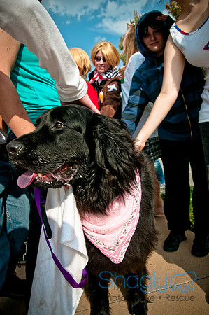 The Therapy Dogs-68