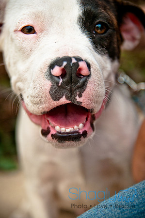 The Therapy Dogs-188