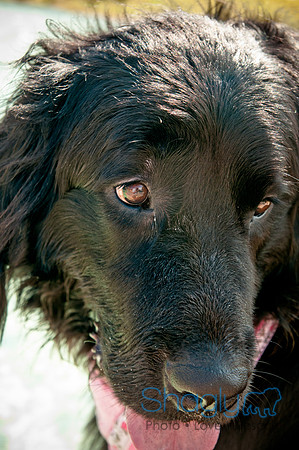 The Therapy Dogs-39